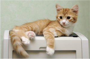 laser printer cleaning dallas - because your cat likes to lay on your printer